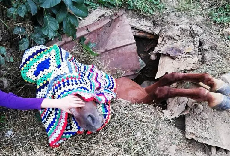 Cal căzut într-un cămin de apă, salvat de pompieri