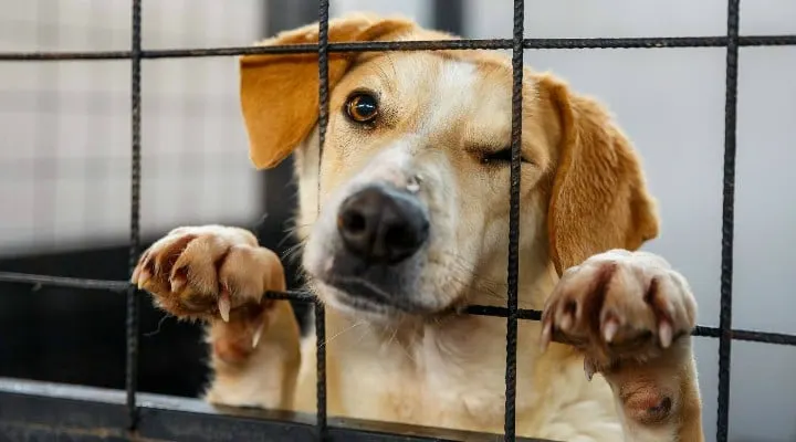 Alege-ți un prieten la Târgul de adopții din Piatra-Neamț!