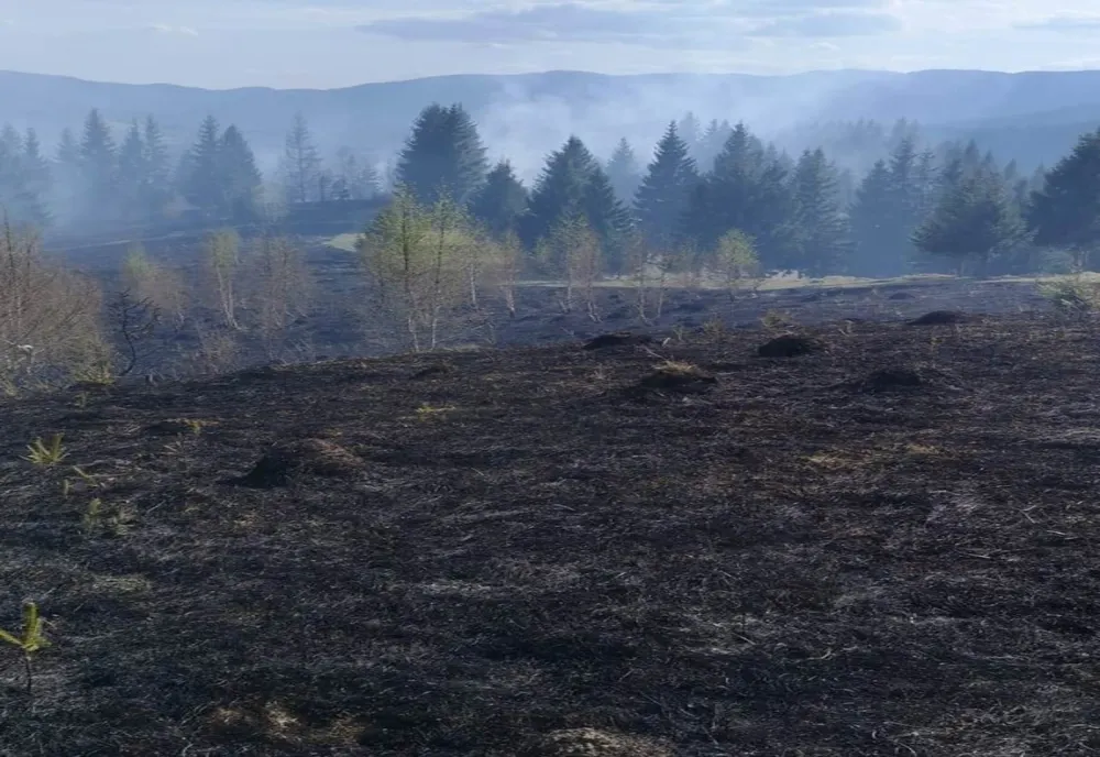 Peste 60 de hectare de pășune și pădure arse într-un incendiu la Borca