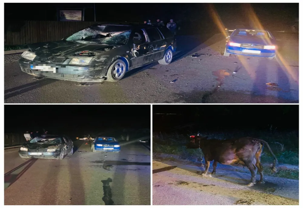 O vacă lăsată nesupravegheată a provocat un accident rutier pe un drum din Neamț