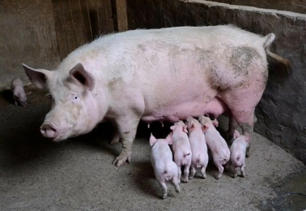 Aleșii s-au răzgândit: le permit românilor să crească mai mult de 5 porci în gospodării. Cu unele amendamente