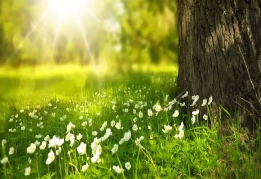 VREMEA 29 APRILIE. TEMPERATURI ÎN CREȘTERE ÎN TOATĂ ȚARA