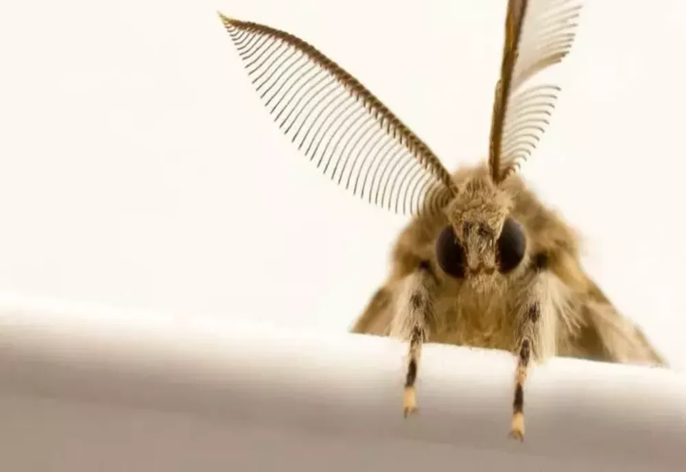 Trucul care te scapă de molii definitiv și îți parfumează hainele. Pune pe fugă supărătoarele insecte fără să recurgi la naftalină