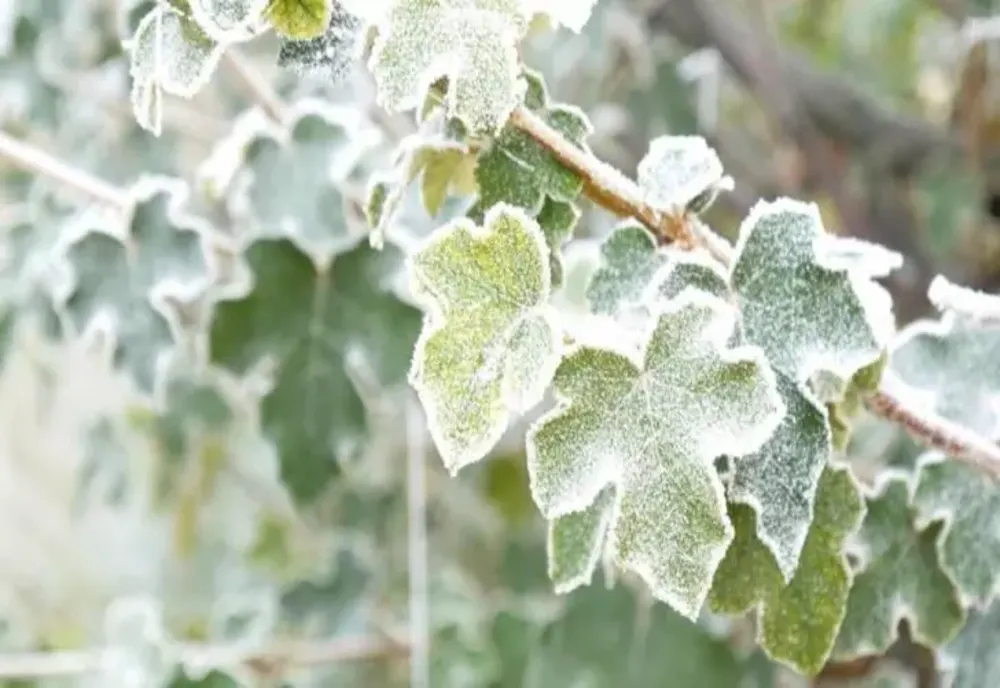 Vremea 8 decembrie - Ninsori și temperaturi scăzute