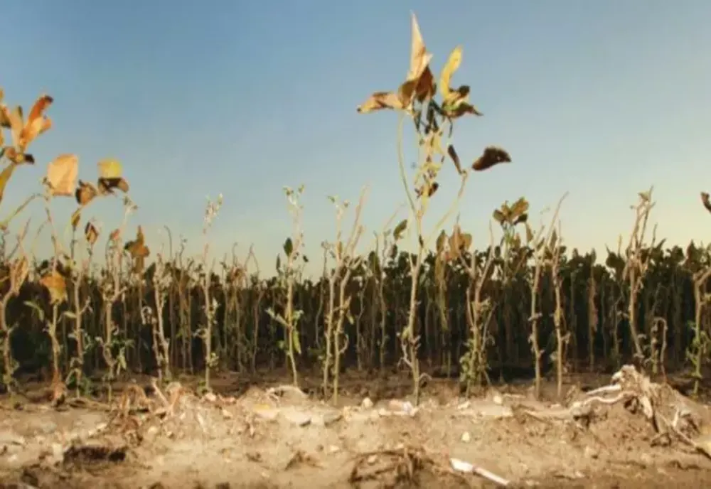 SECETA A PUS CAPAC PRODUCŢIILOR AGRICOLE; APICULTURA ESTE UNUL DINTRE SECTOARELE CELE MAI AFECTATE