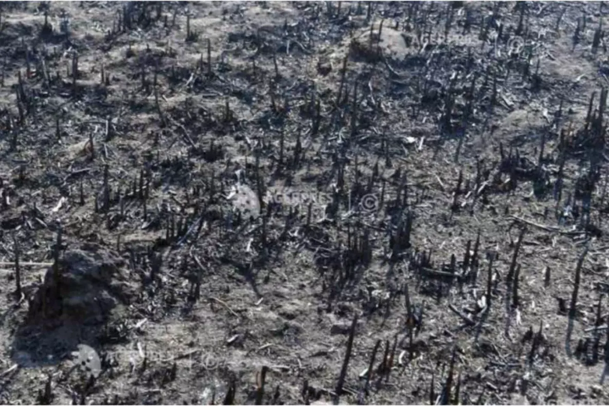 Incendiu masiv de vegetație în județul Neamț. Zeci de hectare sunt mistuite de flăcări