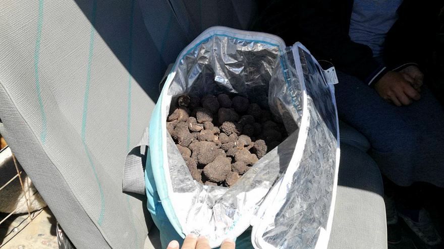 Trei tineri prinși la cules trufe, amendați de polițiști