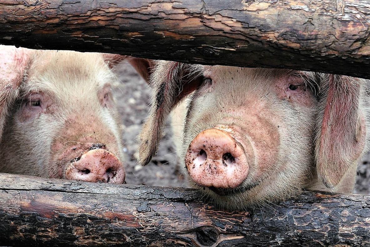 Virusul pestei porcine, confirmat într-un județ vecin