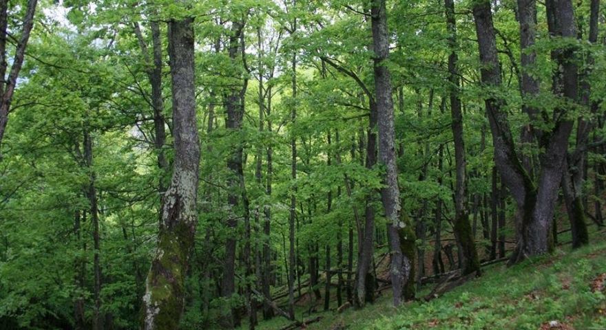 Mircia Gorghiu, socrul unui deputat de Neamț șef peste Fondul forestier al României