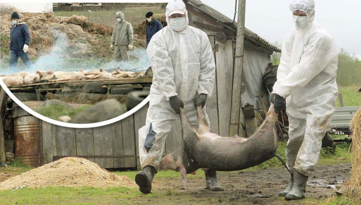 A fost stabilită zona de protecție și zona de supraveghere a focarului de PPA. Vezi măsurile luate de DSVSA