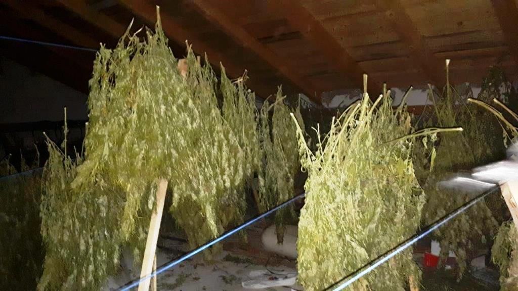 A înființat o cultură de cannabis în Neamț (Galerie FOTO)