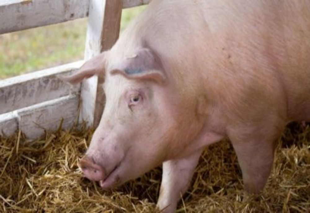O nouă suspiciune de pestă porcină, confirmată în Neamț