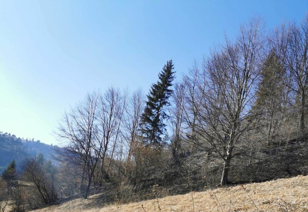 Cinci hectare de litieră, arse. Șase ore de luptă cu focul