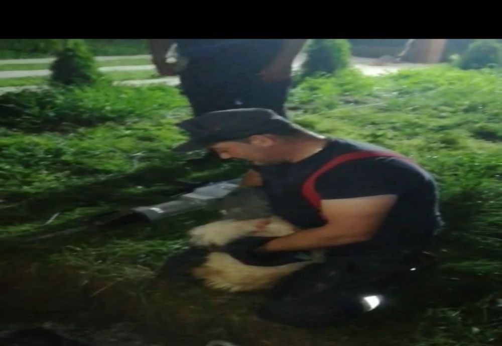 Cățel, salvat de pompieri dintr-o fosă septică! (FOTO)