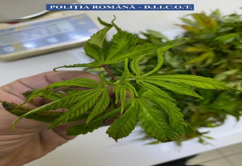 Agenţia Mondială Antidoping va reanaliza interdicţia legată de canabis