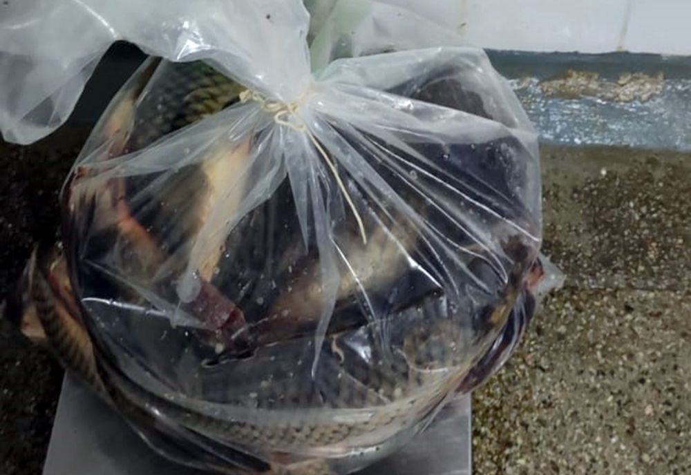 Prinși cu 100 kg de pește la vânzare, fără acte de proveniență