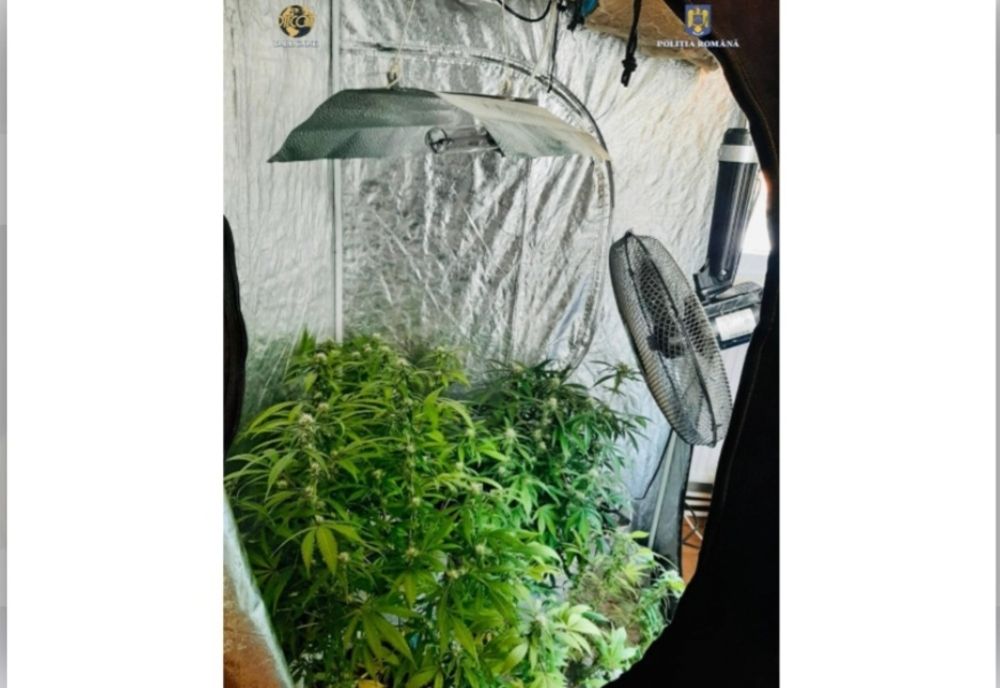 Cultură de cannabis într-o locuință din Piatra-Neamț 