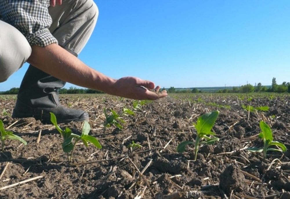 Mii de hectare de teren agricol compromise din cauza secetei
