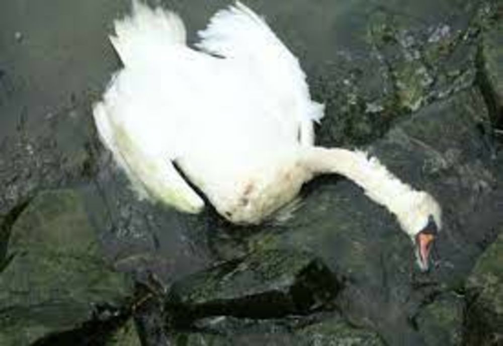 GRIPA AVIARĂ, confirmată la lebedele găsite moarte în zona Lacul Bâtca Doamnei