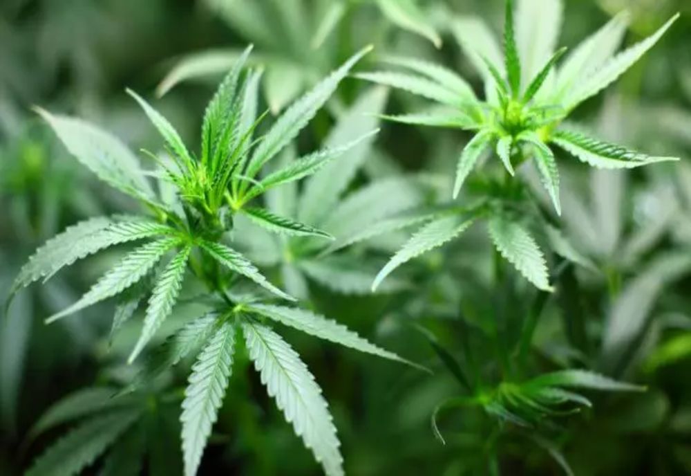 Legalizarea canabisului medical, din nou pe masa parlamentarilor. Ce șanse sunt să treacă proiectul
