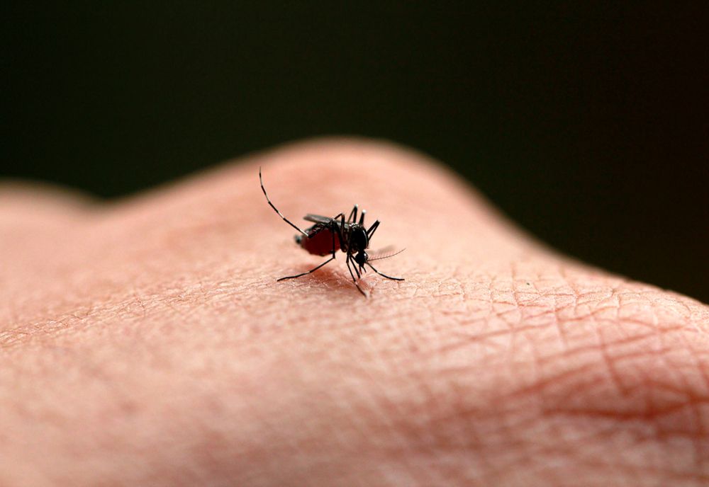 PATRU CAZURI DE INFECȚIE CU VIRUSUL WEST NILE RAPORTATE ÎN ROMÂNIA, DE LA ÎNCEPUTUL VERII 