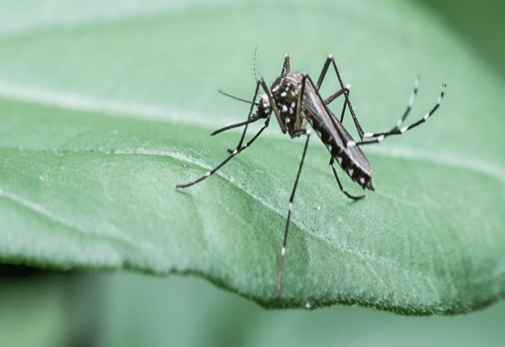 Plantele care alungă țânțarii și insectele nedorite