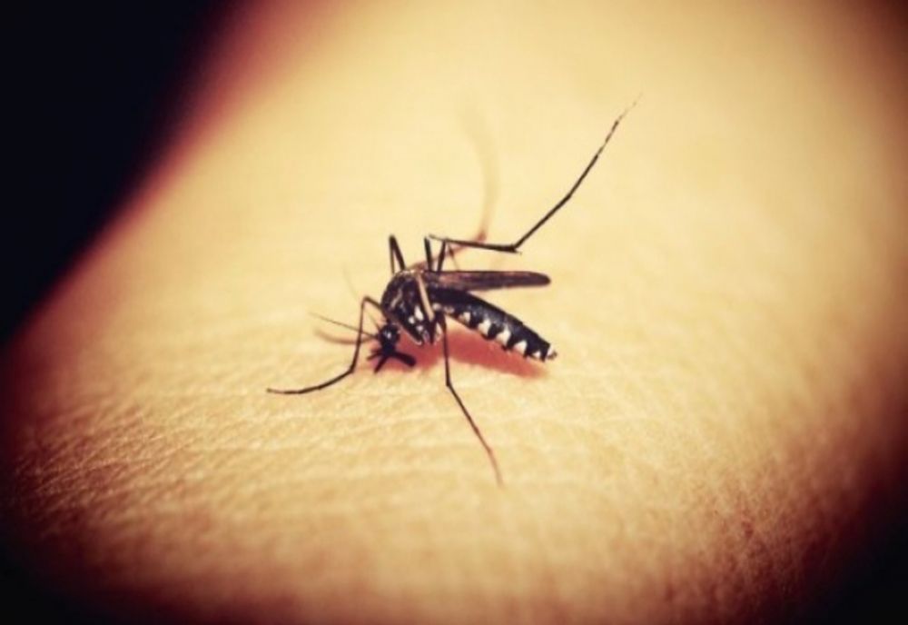 INSP: 30 CAZURI DE INFECŢIE CU VIRUSUL WEST NILE, RAPORTATE DE LA ÎNCEPUTUL LUNII IUNIE