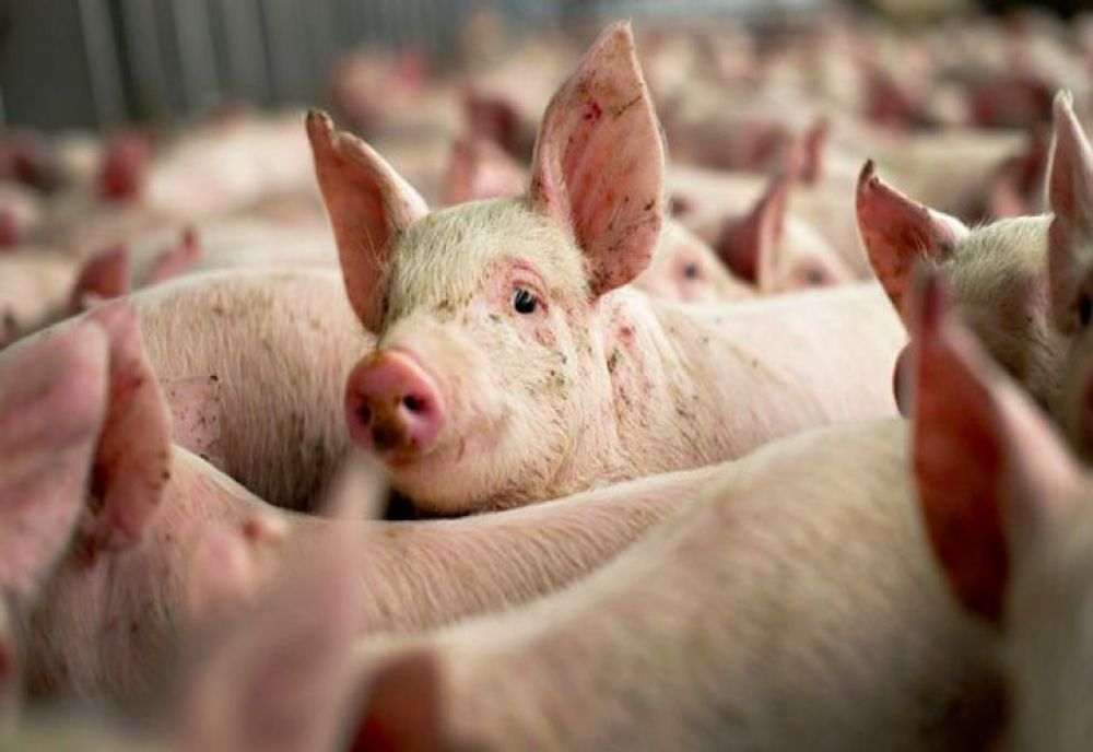 Carne de porc infestată cu pestă porcină