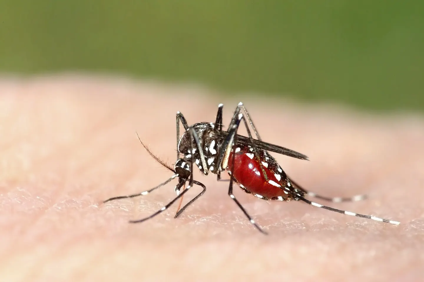  Un om a murit, iar alți doi sunt în spital după ce s-au infectat cu virusul West Nile. Avertismentul medicilor