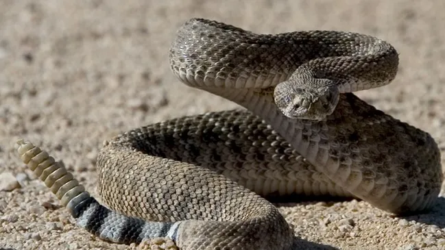 Femeie mușcată de un șapre veninos pe care încerca să îl salveze