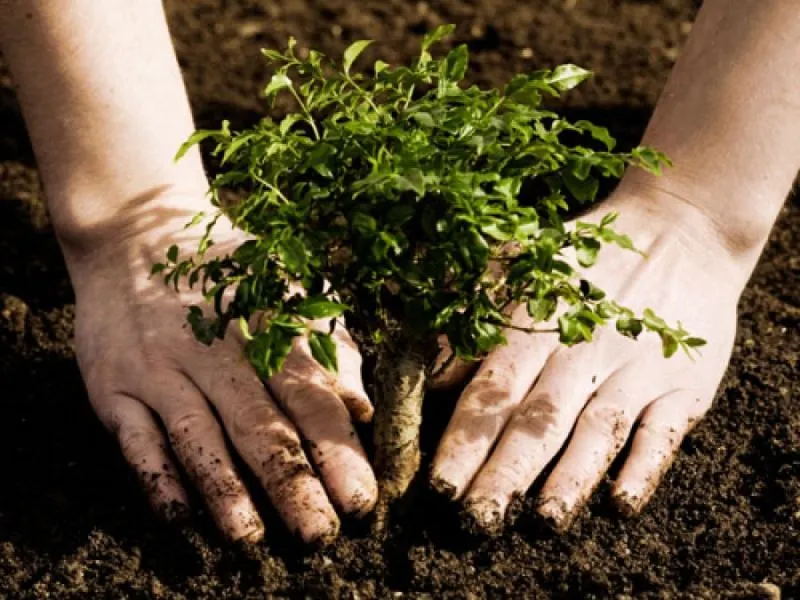 plantare arbori