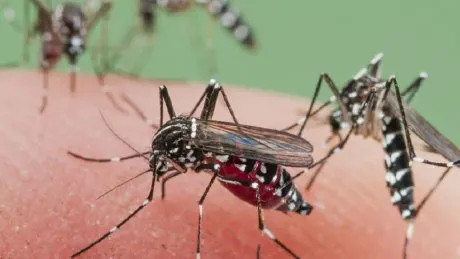 west_nile_58658400