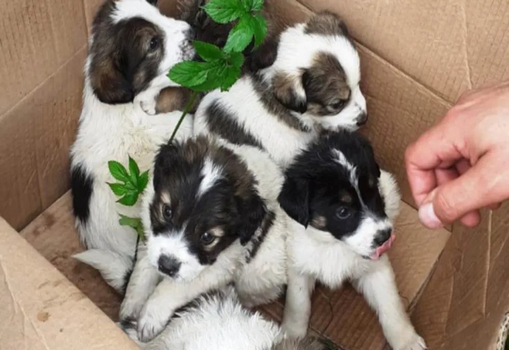 Intervenții salvatoare ale polițiștilor biroului pentru protecția animalelor