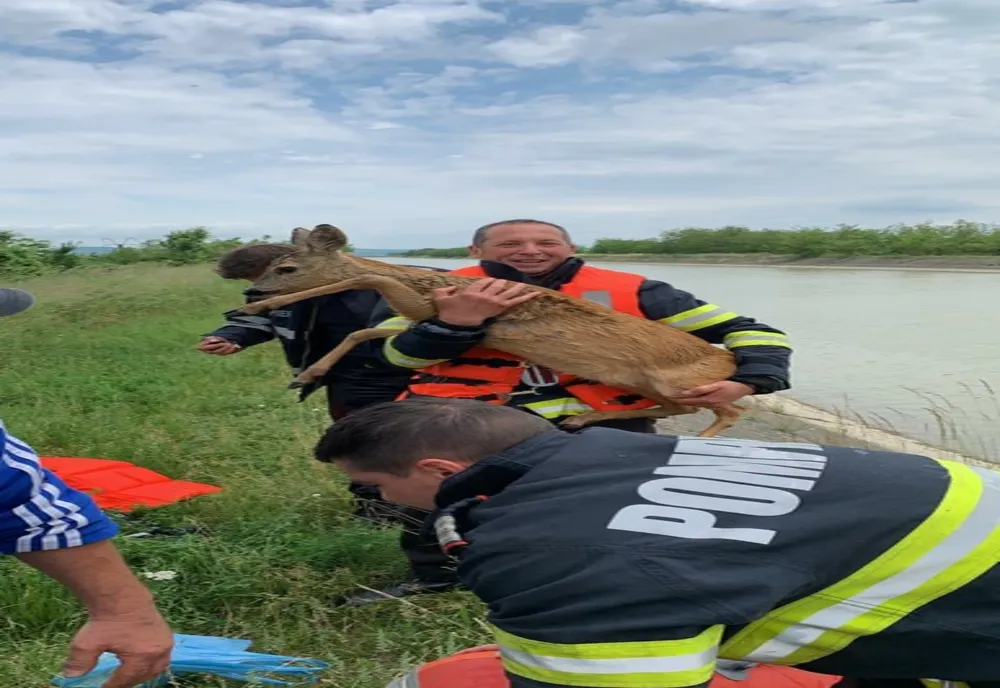 Căprioară căzută în canalul Bistrița, salvată de pompieri