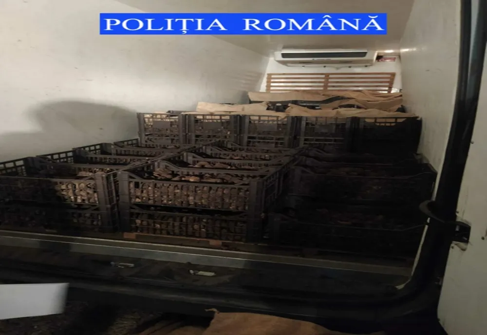 Trufe în valoare de aproximativ 600 de mii de lei, confiscate de polițiști