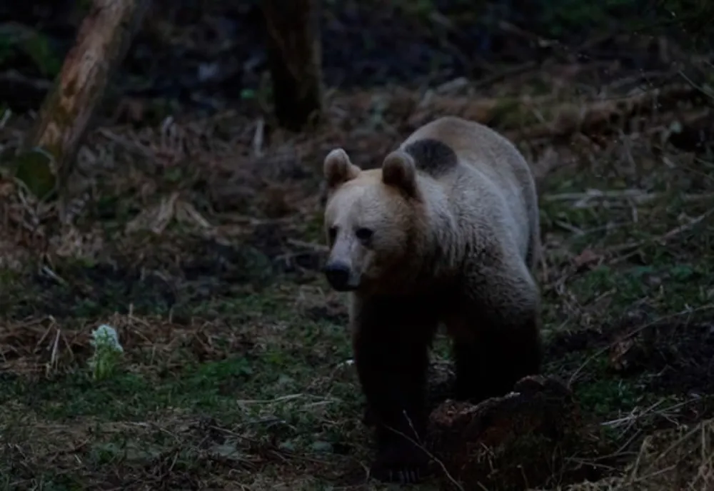Un urs a sfâșiat un vițel la Borca