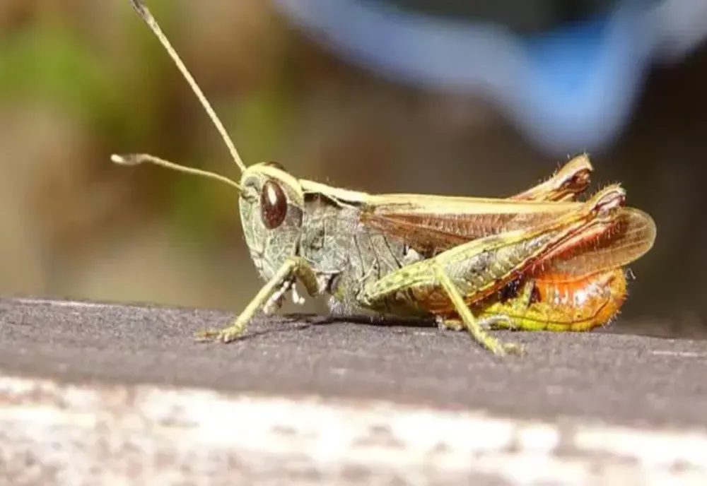 Românii consumă de zeci de ani insecte și nu au habar de asta. LISTA alimentelor care conțin aditivul E120