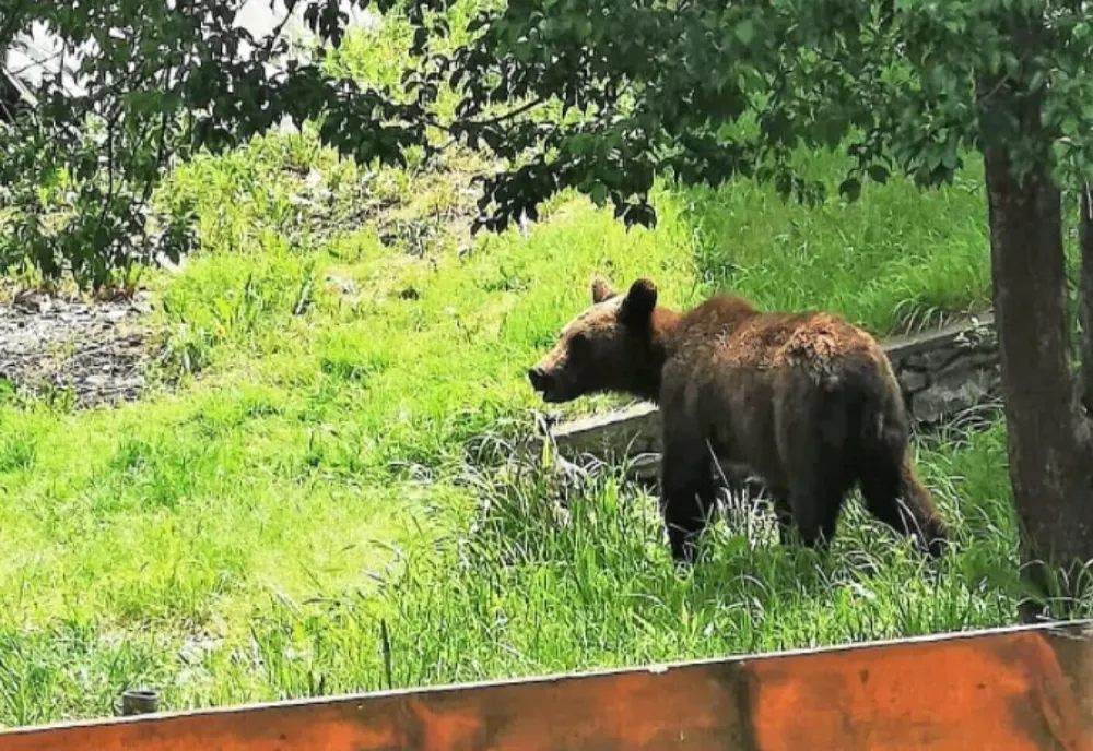 A alertat aiurea forțele de ordine! Un bărbat a anunțat că s-a rătăcit în pădure după ce a fost speriat de urs! Care era adevărul