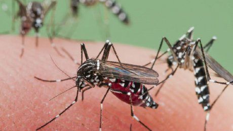 west_nile_58658400