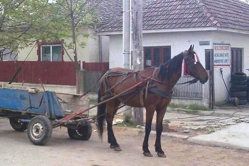 Căruțaș reținut după o tâlhărie la o vulcanizare