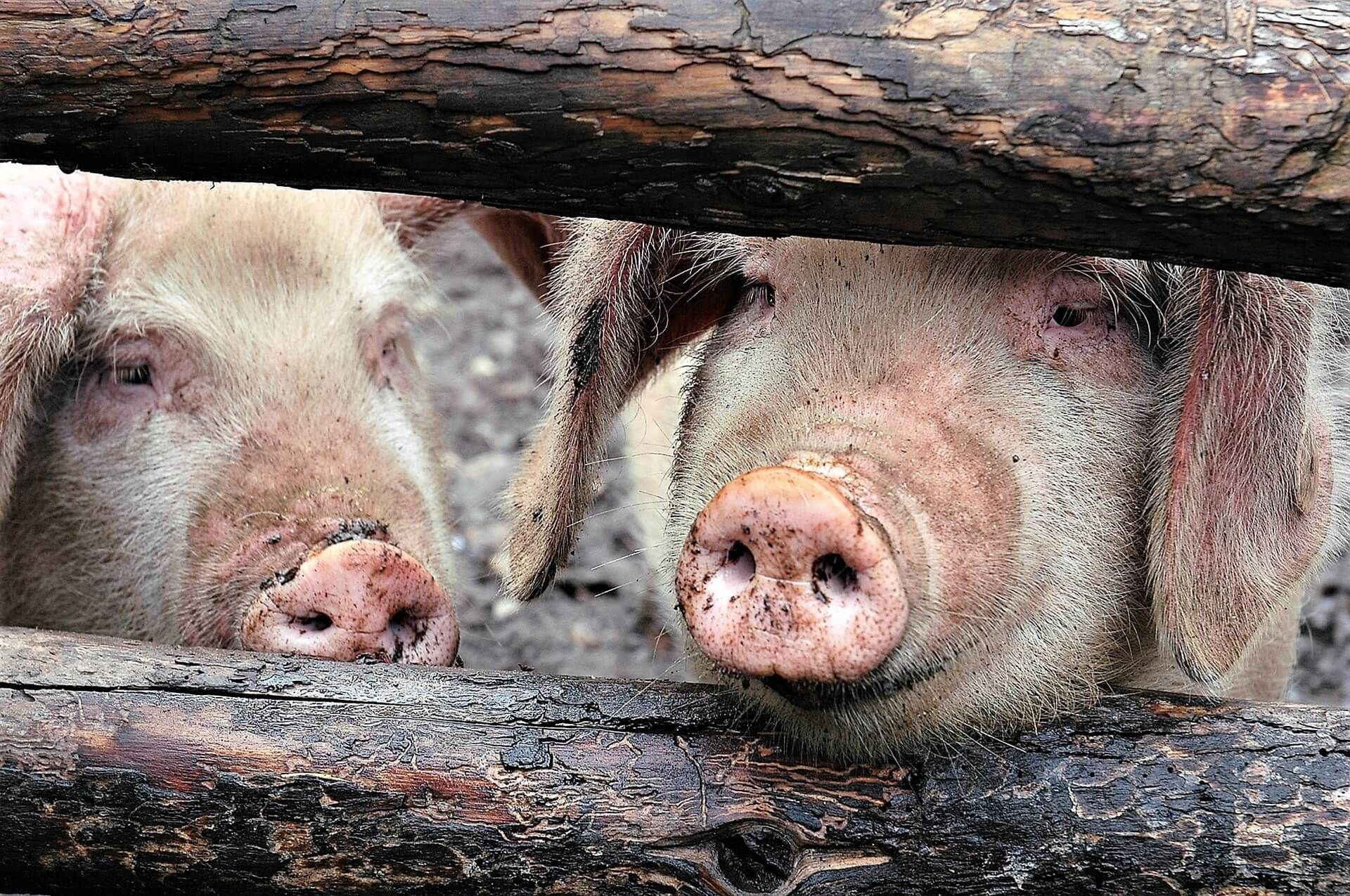 virusul pestei porcine