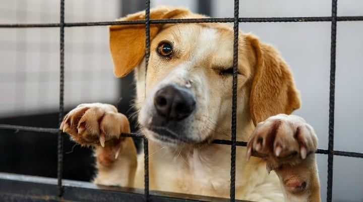 targ de adoptii