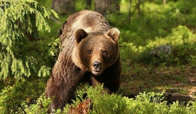 Cota de intervenţie preventivă pentru ursul brun