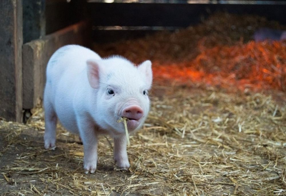 Autoritatea Națională Sanitară Veterinară și pentru Siguranța Alimentelor NU interzice creșterea porcilor în gospodărie