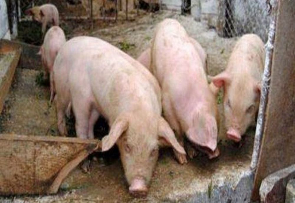 Patru focare de pestă porcină în comuna Grumăzești