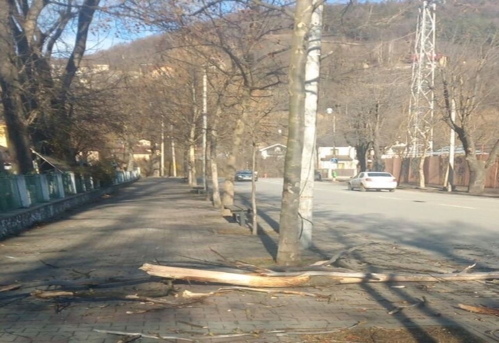 Castanii din Piatra-Neamț care pot afecta siguranța traficului pietonal și rutier vor fi tăiați