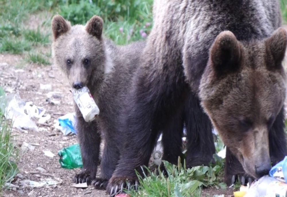 Locuitorii unei comune nemțene avertizați prin Ro Alert de prezența urșilor 