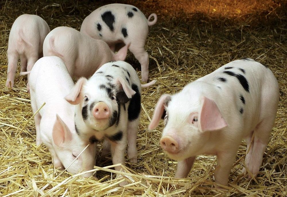 Comercializarea cărnii de porc neexpertizată sanitar veterinar, sancţionată cu amenzi cuprinse între 20.000 și 40.000 de lei