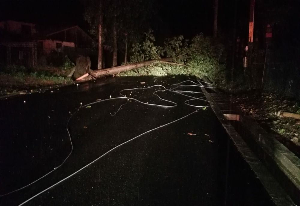 Frurtuna a făcut ravagii în Neamț: copaci căzuți, curți inundate, localități fără curent