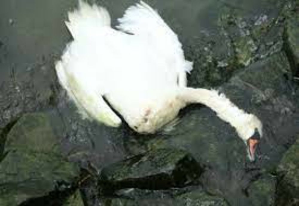 Șase leșuri de lebede scoase de pompieri de pe Lacul Bâtca Doamnei